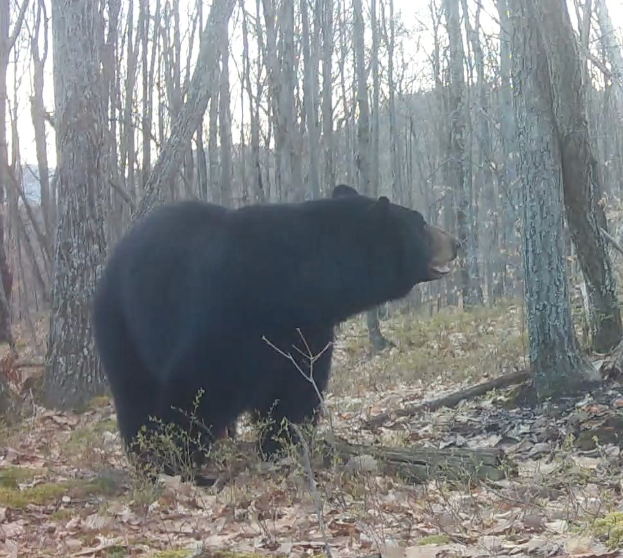 A black bear standing among trees