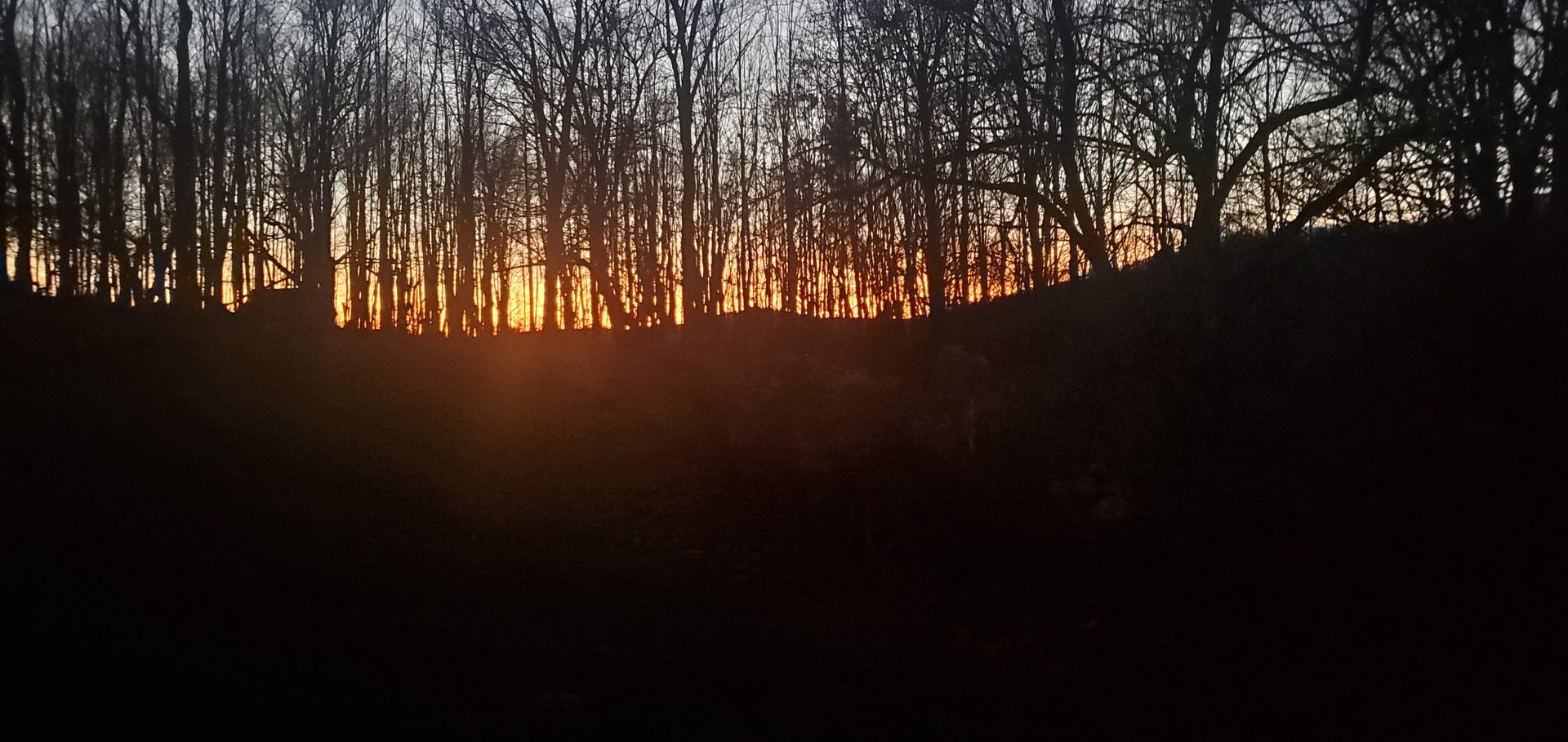 Silhouetted trees at dusk