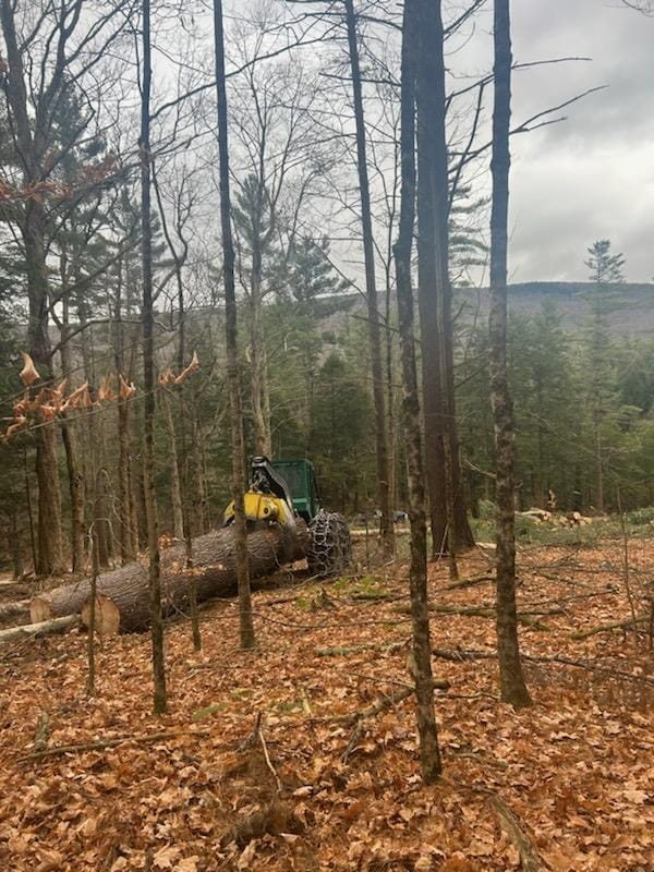A logger at work in the woods on a foggy morning