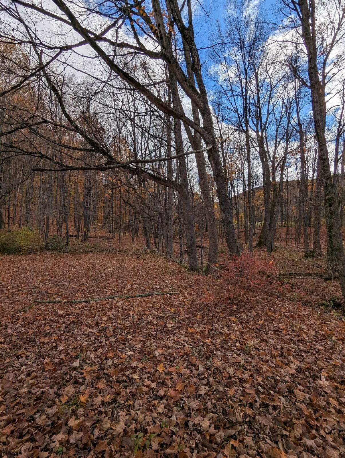Wooded property with fallen leaves, the site of an old sawmill